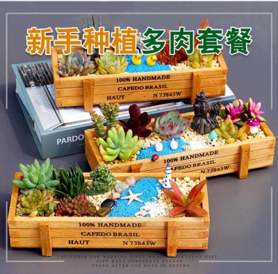 多肉植物组合盆栽套餐diy微景观摆件