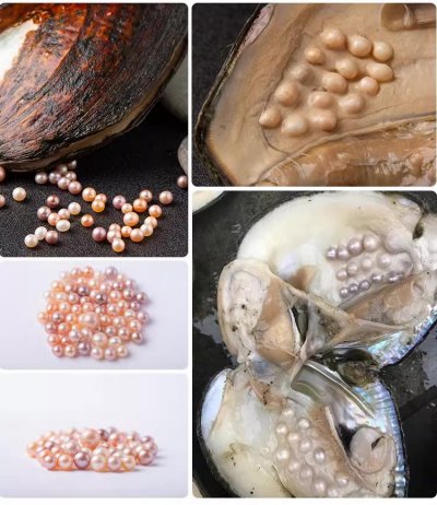 珍珠开蚌-珠宝首饰制作DIY