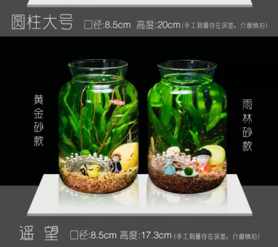 生态瓶鱼微景观创意diy